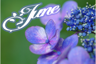 6月の花 紫陽花