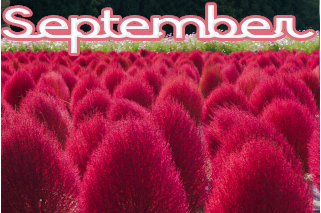9月の花 コキア