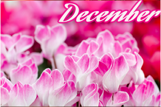 12月の花 シクラメン