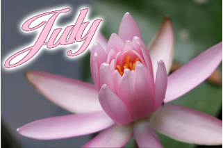 7月の花 睡蓮