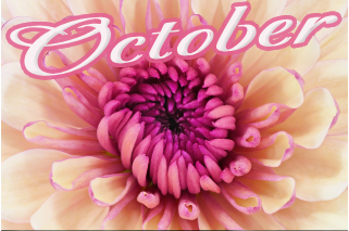 10月の花 菊