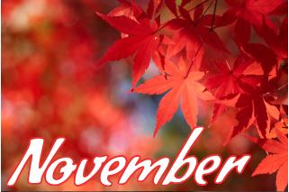 11月の木 モミジ